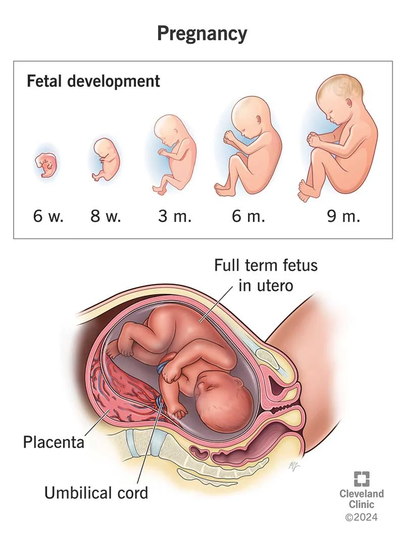 Pregnant woman belly