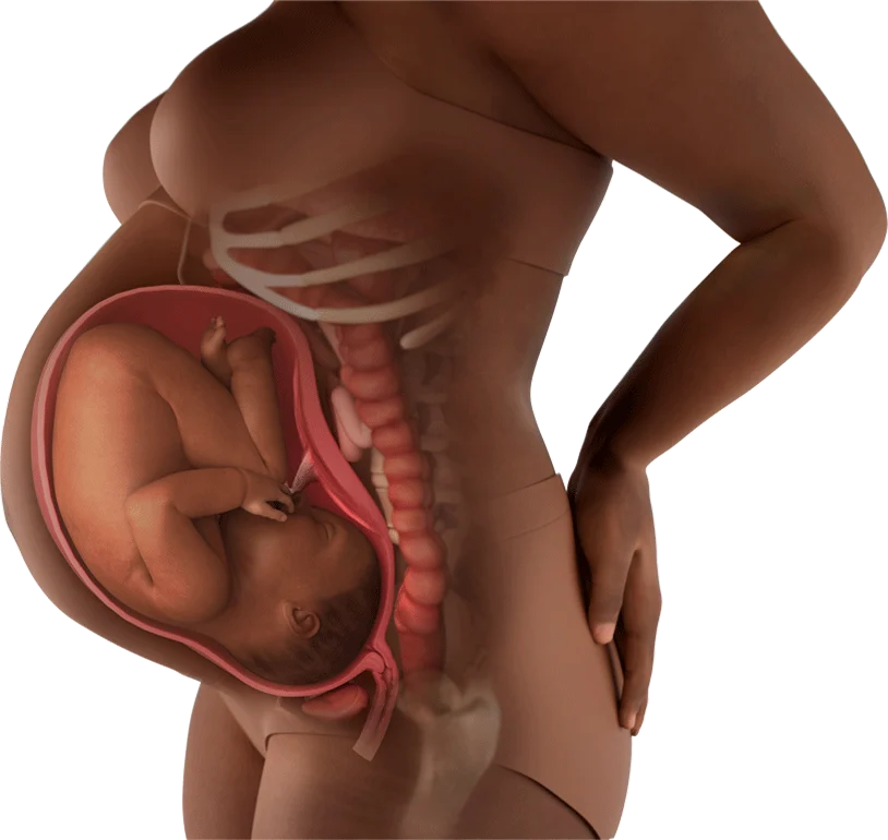 Pregnant woman belly